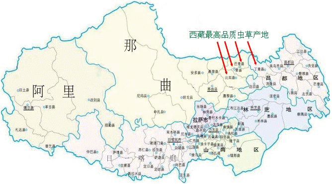 最好的冬蟲(chóng)夏草,最好的冬蟲(chóng)夏草的產(chǎn)地,品質(zhì)最佳冬蟲(chóng)夏草的產(chǎn)地,品質(zhì)最好冬蟲(chóng)夏草的產(chǎn)地,西藏冬蟲(chóng)夏草的最佳產(chǎn)地