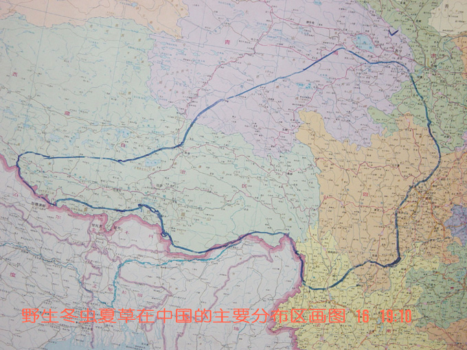 冬蟲夏草分布地域,冬蟲夏草分布地方,蟲草分布地點(diǎn),冬蟲夏草的分布位置,蟲草分布的地方